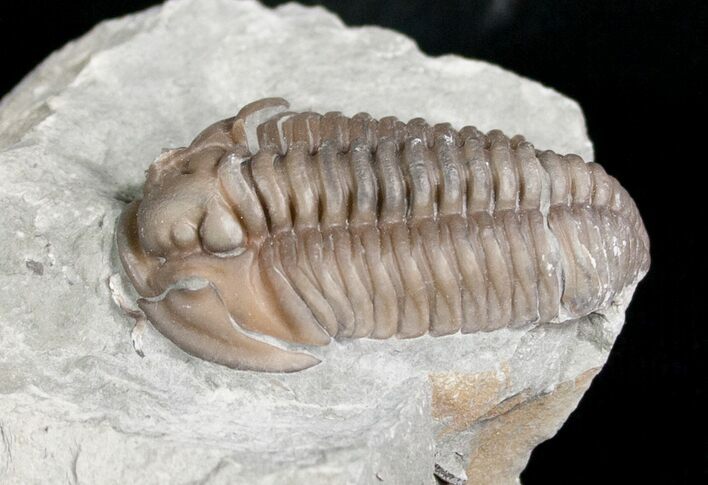 Flexicalymene Trilobite from Ohio - D #5915